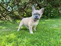 Långhåriga franska bulldog tik valpar – fluffy