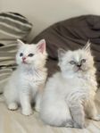 2 charmiga ragdollmix kattungar till salu