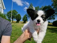 Papillon valp Hane Renrasig och registrerad i SKK
