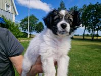 Papillon valp tik Registrerad i SKK