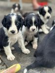Aussie/Bc och springer spaniel valpar