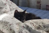 kattunge hane
