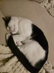Söker nytt hem till min katt (1 år och 2 månader)