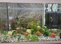Akvarium med tillbehör och fiskar mm.