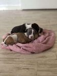 American bully valpar