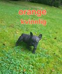 fransk bulldog valpar