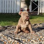 American bully