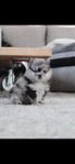 Pomeraninan hane -Blue Merle