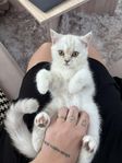 perser/brittisk kattunge 