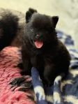 Bentley, svart Pomeranian hane