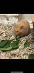 guldhamster