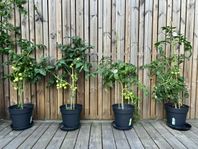 Tomatplantor