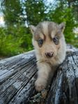 Huskyvalpar