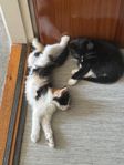 Kattungar - vaccinerade, chippade mm.
