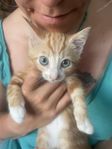 kattunge 