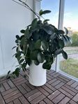 Stor porslinsblomma i kruka