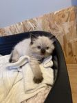 ragdoll kattungar 