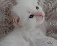 *-*Ragdoll kattunge söker nytt hem*-*