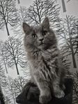 kattunge
