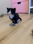 kattungar 