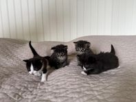 Kattungar! (europeisk korthår)