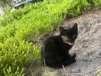 Kattungar