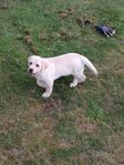 Labrador valpar
