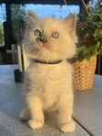 Ragdoll med stamtavla