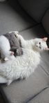 Halv Angora 