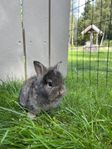 Dvärgteddy/dvärgvädur kaninungar
