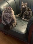 Katter 