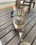 bondkatt hona