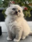 Ragdoll med stamtavla