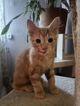 Kattpojkar!