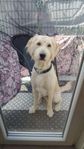 labradoodle hane 1 år .