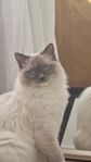 Ragdoll hona på 2,5 år söker nytt hem
