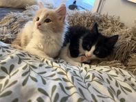 Kattungar 12 veckor