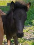 Shetlandsponny