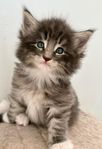Norsk Skogkatt med Stamtavla