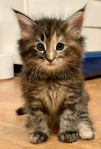 Renrasig Norsk Skogkatt med Stamtavla