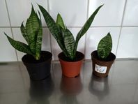 3 nyplanterade svärmorstungor växt