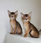 Abessinier kattungar