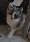 kattungar säljes vid 12v ålder
