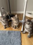 Kattungar
