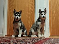 Äkta Siberian husky valpar