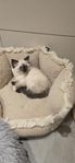 Ragdoll-kattunge!!!