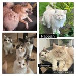 Maine coon/norsk skogskatt kattunge 