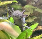 Axolotl