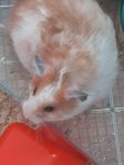 Guldhamster