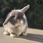 Minilop